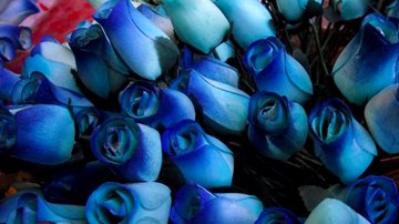 Significado de los colores de las rosas para regalar el Día del Cariño