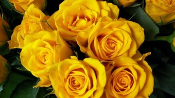 Significado de los colores de las rosas para regalar el Día del Cariño