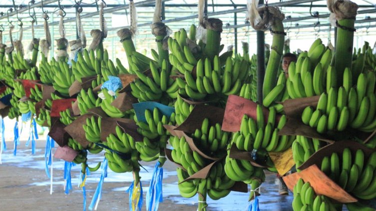 Guatemala refuerza medidas fitosanitarias para prevenir el hongo Fusarium en plantaciones de banano.