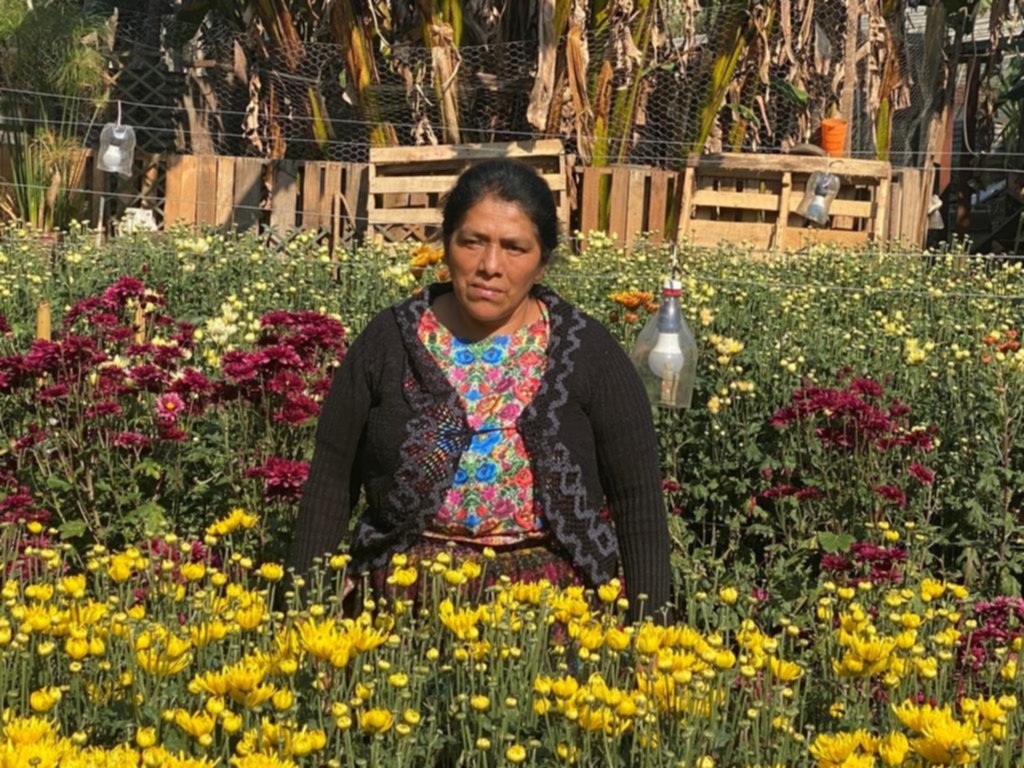 Del campo a las manos de una madre en Miami, el increíble viaje de las rosas guatemaltecas