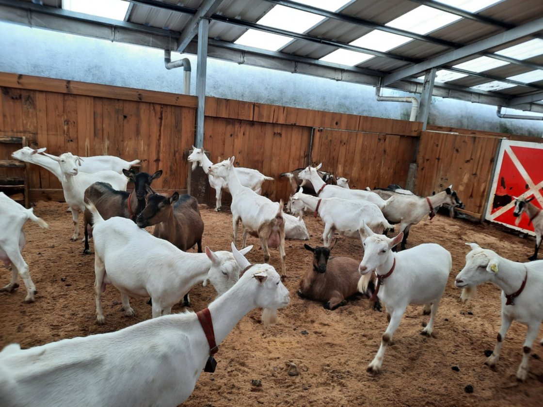 Productos Valparaíso - ¡Nuestro litro de leche de cabra ya está