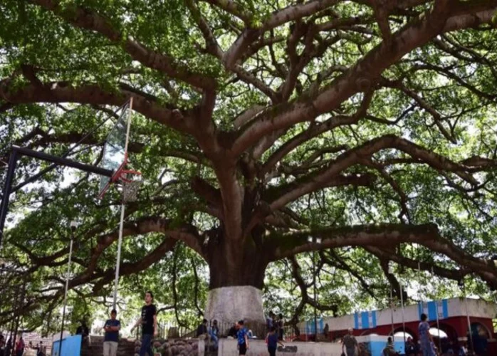 Día de la Tierra: la ceiba el árbol más grande de Guatemala