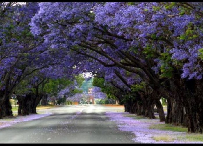 El árbol de Jacaranda, lo que debes saber