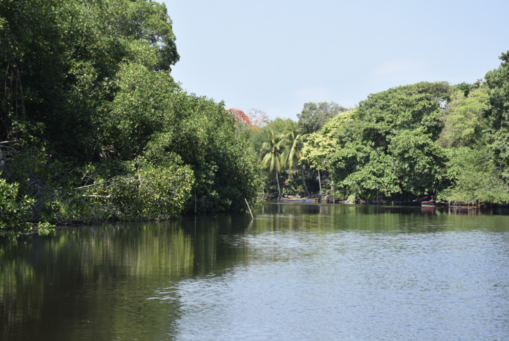 El bosque más exhuberante de manglar es el Manchón Guamuchal, ubicado entre los departamentos de San Marcos y Retalhuleu, en los municipios de La Blanca, Retalhuleu, y Champerico. (Foto: Inab) El bosque más exhuberante de manglar es el Manchón Guamuchal, ubicado entre los departamentos de San Marcos y Retalhuleu, en los municipios de La Blanca, Retalhuleu, y Champerico. (Foto: Inab)