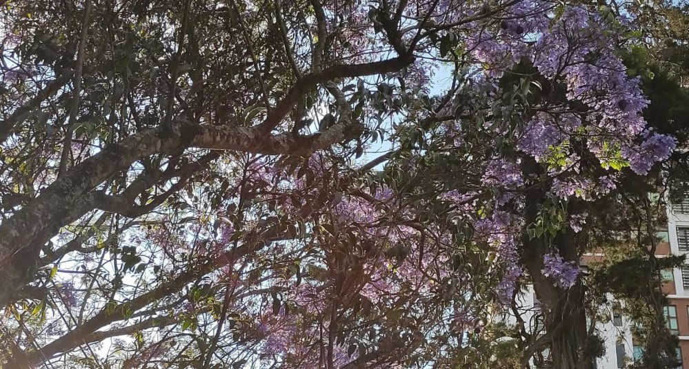 Jacaranda, esta flor adorna las calles en Cuaresma y Semana Santa